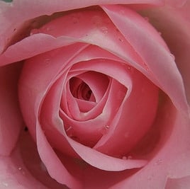 Rose Floral Water Mist