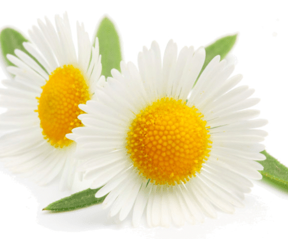 Chamomile Floral Water Mist